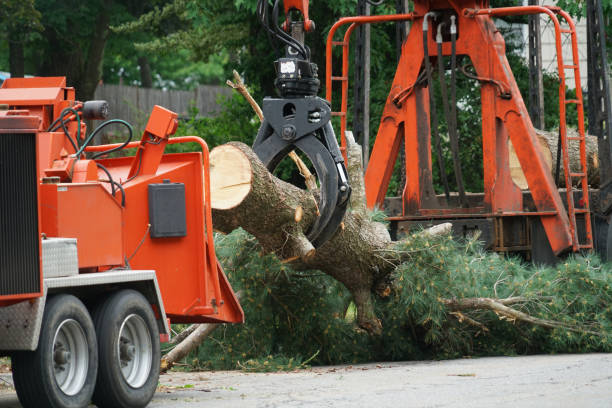 Best Leaf Removal  in Claxton, GA