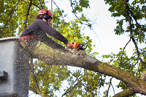 How Our Tree Care Process Works  in  Claxton, GA