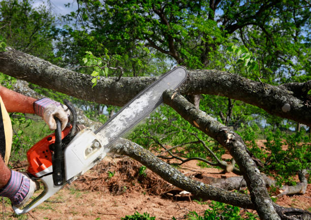 Best Emergency Tree Removal  in Claxton, GA